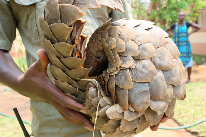 センザンコウ、パンゴリン
